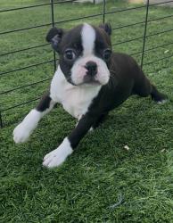 בוסטון טרייר עם תעודות יוחסין