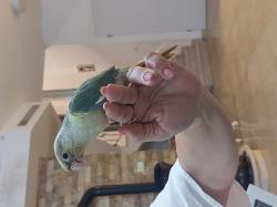 תוכי גרינציק האכלת יד מתוק