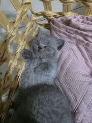 גורים בריטים מהממים , נולדו ב4/10