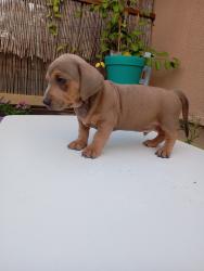 תחש מעורב,אחרי חיסון ראשון ותילוע