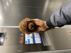 גורי פודל טוי בצבע אדום