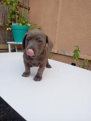 תחש מעורב,אחרי חיסון ראשון ותילוע