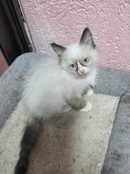 גורות רגדול בגיל 2