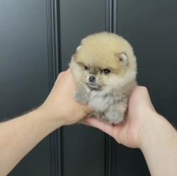 גורי פומרניין דובי בצבע קרם