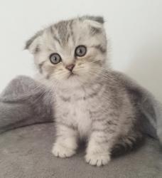 גורים סקוטים עם פרווה קצרהזכרים