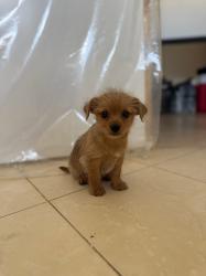 גורים מגזע קטן עד 3 קילו