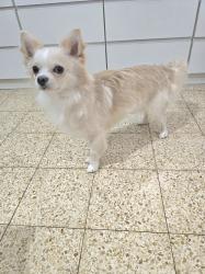 גור ציוואוואה בן 8 חודשים