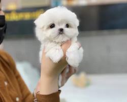 יש לנו גורי מלטז אוהבים