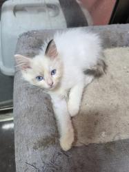 גורות רגדול בגיל 2