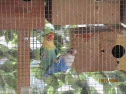 ברשותי זוגות פישרים וציפורי אהבה