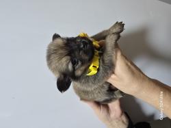 5 גורים מעלפים ויפים עם