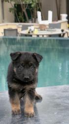 גור רועה גרמני נשאר נקבה אחרונה גזעית