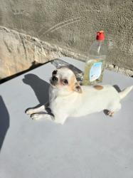 נקבה ציוואוואה מיניאטורית בת 3