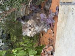 חתול פרסי מוכן לעבור לבית חדש, לא לאימוץ