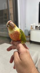 גרינציק אננס יפיוף וחמוד מאוד!