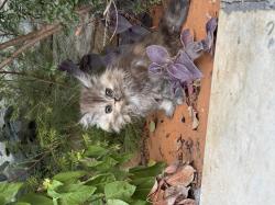 חתול פרסי מוכן לעבור לבית חדש, לא לאימוץ