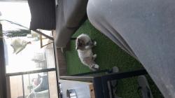 חתול גזעי חתיך בעל ניסיון אבא פלוס 3 