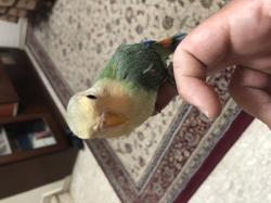 ציפור אהבה האכלת יד לא