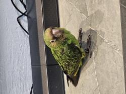 שבוע טוב ומבורך לכולם גראדין