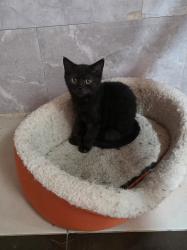 גורים סקוטי בני 4 חודש