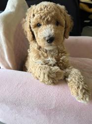 גורי שיפדודל Sheepadoodle מהממים! היפואל...