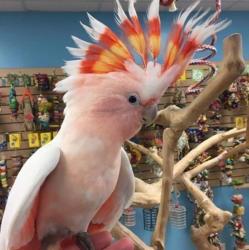 יש לנו תוכי קקדו מקסים