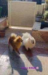 למכירה גורי פומרניאן יפיפיים 3