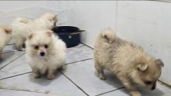 למכירה גורי פומרניאן יפיפיים 3