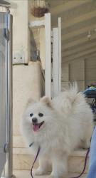 למכירה גורי פומרניאן יפיפיים 3