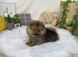 יש לנו גורי פומרניאן מקסימים