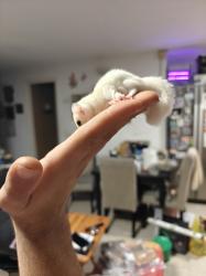 שוגרים צעירים בני שלושה חודשים