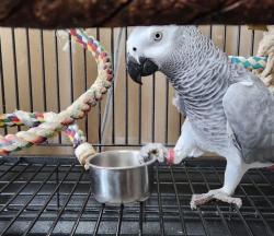 תוכים אפריקאים אפורים מקסימים ומקסימים