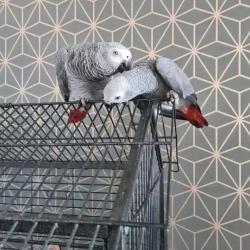 תוכים אפריקאים אפורים מדברים חמודים