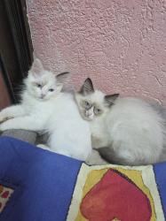 גורות רגדול בגיל 2