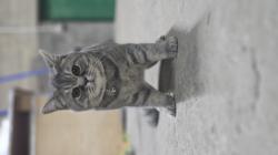 חתול סקוטי מתוק