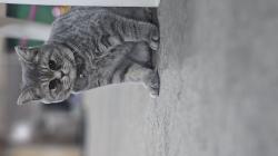 חתול סקוטי מתוק