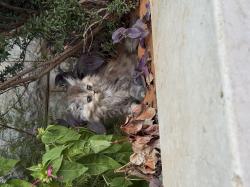 חתול פרסי מוכן לעבור לבית חדש, לא לאימוץ