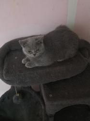 גורים סקוטי בני 3