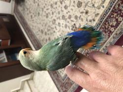 ציפור אהבה האכלת יד לא