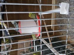 תוכונים במיגוון צבעים