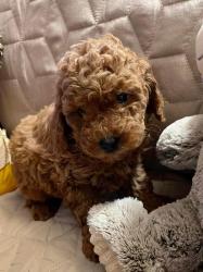 גורי פודל טוי / ננסי