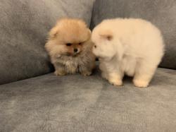 גורי פומרניין דובי בצבע קרם