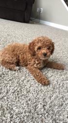 גורי פודל טוי / ננסי