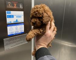 גורי פודל טוי בצבע אדום