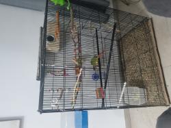 זוג קוניוריים ( גרינצ'יק )