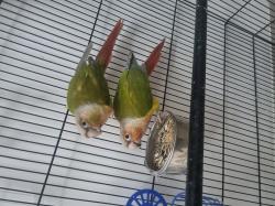 זוג קוניוריים ( גרינצ'יק )