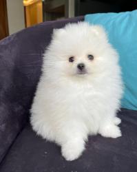 לאה היא פודל מקסימה בת