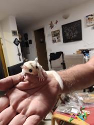 שוגרים צעירים בני שלושה חודשים