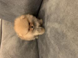 גורי פומרניין דובי בצבע קרם