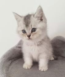 גורים סקוטים עם פרווה קצרהזכרים